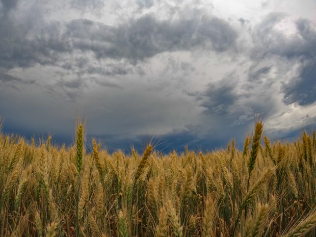 Agricultura României, afectată sever de schimbările climatice. Producția de cereale ar urma să scadă semnificativ în următorii 50 de ani