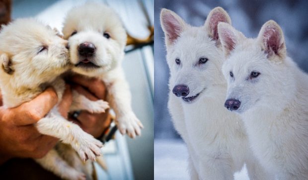 O companie americană pretinde că a readus la viață o specie de lup dispărută de 12.500 de ani, care a apărut și în serialul Game of Thrones
