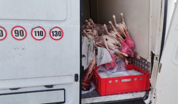 O tonă de carne de miel interceptată la intrarea în București de inspectorii ANSVSA nu va mai ajunge pe tarabe, înainte de Paște