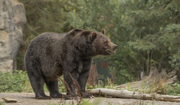 Mesaj RO-Alert trimis în două localități din Cluj și Dâmbovița, din același motiv: au fost văzuți mai mulți urși