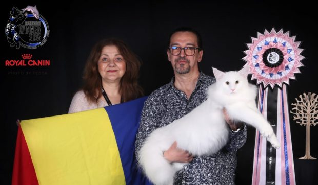 Pisica românească ce a învins Scandinavia: motanul Prosecco, campion la prestigioasa competiție FIFe I VIDEO