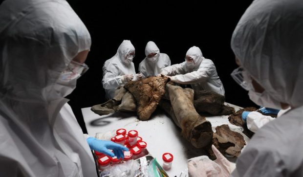 Necropsie rară a unui pui de mamut înghețat 130.000 de ani. Oamenii de știință ruși dezvăluie detalii fascinante