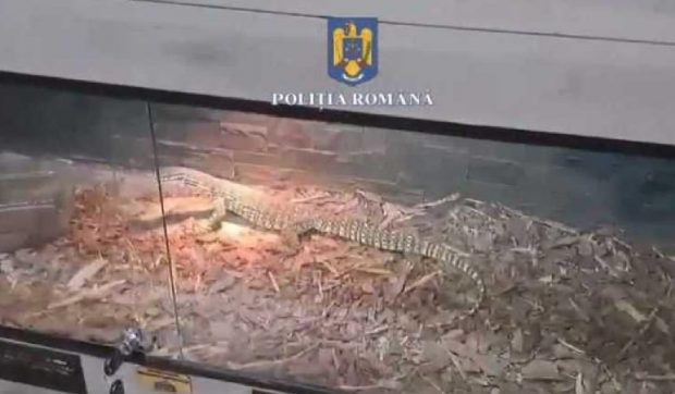 Șerpi, tarantule și scorpioni, într-un apartament din Ploiești: peste 150 de animale au fost găsite în casa unui tânăr. Ce le-a motivat polițiștilor