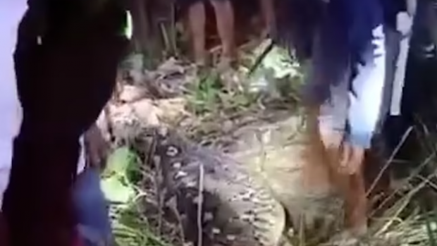 Bărbați din Indonezia se luptă cu un piton uriaș după ce a înghițit o femeie