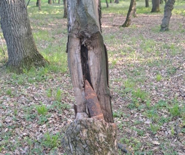 Un obuz a fost găsit într-o scorbură, la Galați, lângă oamenii care veniseră la picnic în ziua de Paște