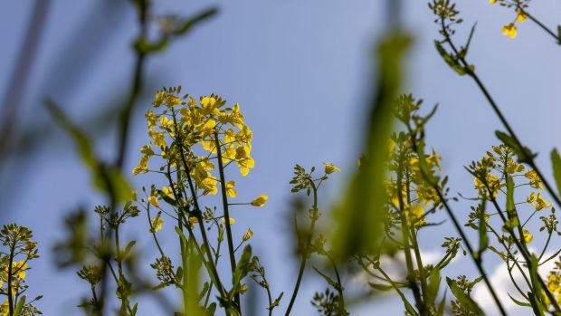 Cum va fi vremea în perioada 14 aprilie – 11 mai 2025. Prognoza meteo pentru următoarele patru săptămâni