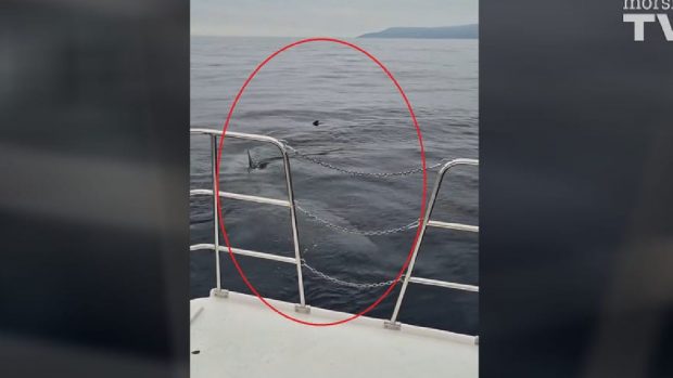 Rechin de 8 metri, filmat în Marea Adriatică, pe coasta de lângă Rijeka | VIDEO