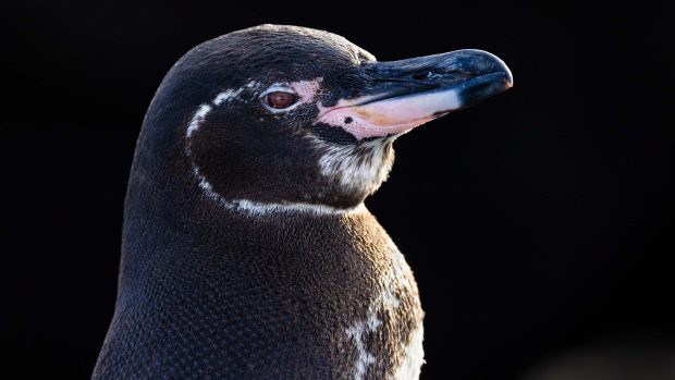 Lecția pe care oamenii ar trebui să o învețe de la pinguini, predată de omul care a stat la -54°C pentru a-i filma: „Succesul lor este legat și de succesul nostru”