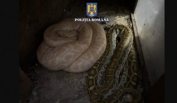 Șerpărie în casa unui bărbat din Olt: acesta creștea șerpi la domiciliu, pe care îi hrănea cu animale vii