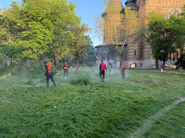 „Cosirea mozaicată”, un fiasco la Timișoara. Orașul a fost invadat de buruieni, după ploile abundente din aprilie: „Toate parcurile arată ca abandonate” 