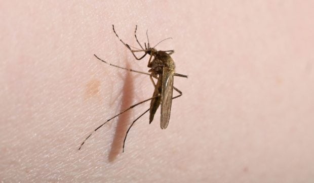 Ce e Chikungunya, boala transmisă de țânțari și care poate fi mortală. OMS avertizează că o epidemie majoră e gata să izbucnească