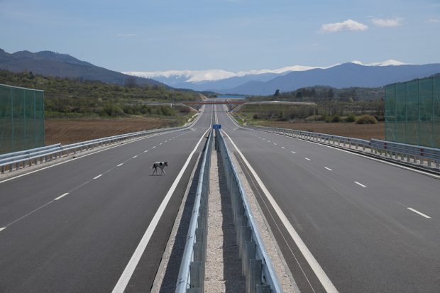 Cine răspunde când un animal intră pe autostradă. CNAIR încearcă să scape de responsabilitate în cazul unui câine care a provocat „daună totală”