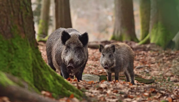 Porc mistreț în Otopeni, într-un parc plin de copii. Mesaj RO Alert: „Rămâneți în locuințe!”