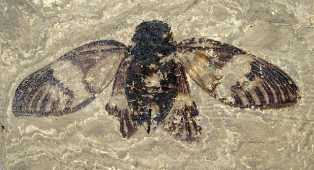 Cea mai veche cicadă din Europa: fosilă de 47 milioane de ani, capabilă să „cânte”