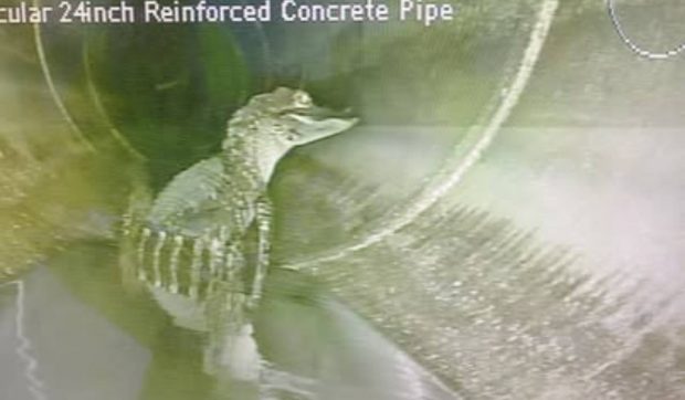 Muncitorii au găsit un aligator care se relaxa într-o țeavă, în Florida: „Prietenul vostru s-a întors”