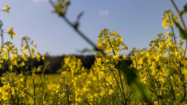 Cum va fi vremea în perioada 19 mai – 15 iunie 2025. Prognoza meteo pentru următoarele patru săptămâni
