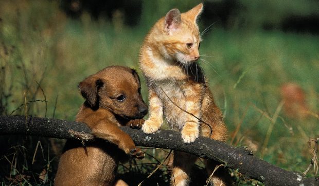 Târguri de adopții pentru căței și pisici, în București. Intrarea este liberă și adopțiile gratuite