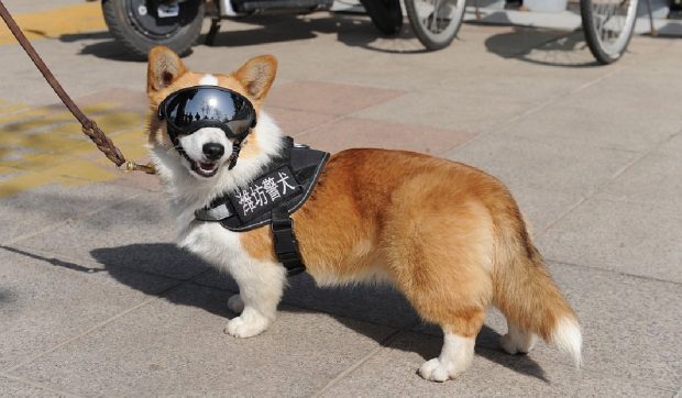 Primul câine polițist Corgi din China a smuls un cârnat de la un copil. Nu e prima dată când are probleme la locul de muncă