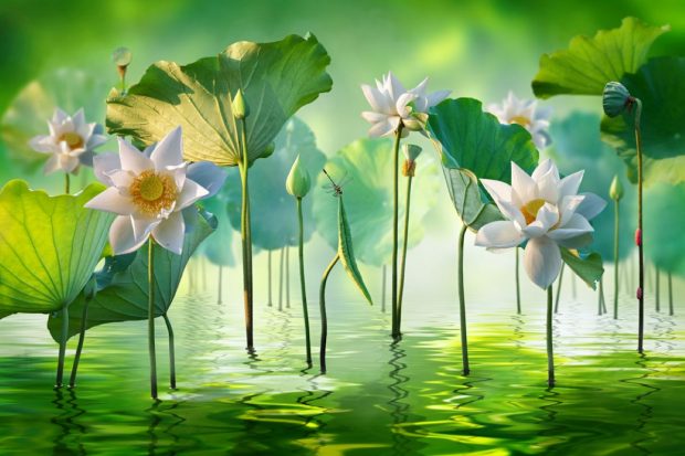  Simbolism, Beneficii pentru Sănătate și Curiozități despre Această Plantă Sacră și Fascinantă