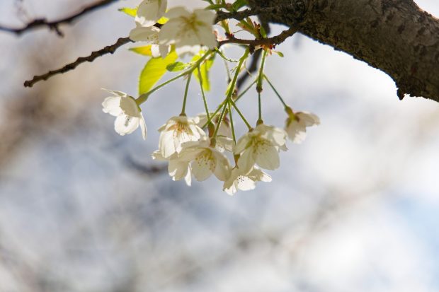 Cum va fi vremea mâine. Prognoza meteo pentru miercuri, 14 mai 2025