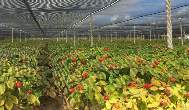 O plantă veche de 800 de ani se vinde cu sute de euro kg, dar nimeni nu vrea să o cultive