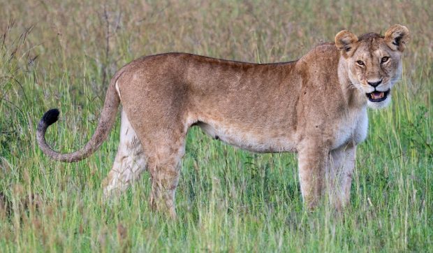 De ce au animalele de pradă pupilele diferite de cele ale victimelor pe care le hăituiesc
