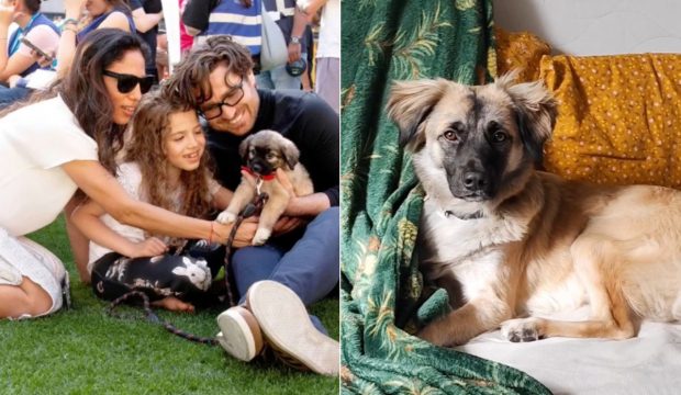 Povestea lui Muttley Caramelo, cățelușul abandonat care și-a ales familia adoptivă la un târg organizat de ASPA