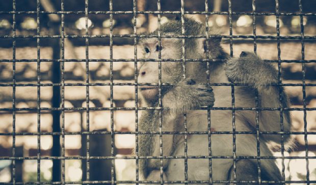 Comercianții de animale sălbatice au răspândit COVID pe o distanță de mii de kilometri, nu doar liliecii