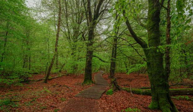 Pădurea „de basm” a Germaniei, care a inspirat poveștile fraților Grimm, a devenit epicentrul unui război cultural