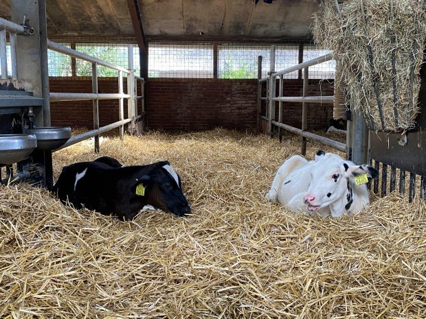 5 măsuri de siguranță pentru prevenția bolilor în rândul animalelor de fermă
