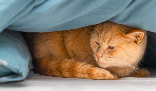 Misterul culorii pisicilor portocalii a fost rezolvat, Garfield, Motanul încălțat și Toulouse din „Pisicile aristocrate” nu mai sunt o curiozitate științifică