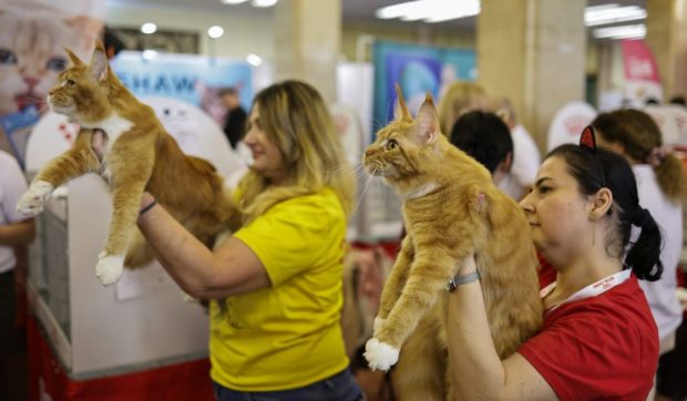 Expoziție de pisici la București: O nouă rasă de pisici va fi prezentată, în premieră, în România la evenimentul dedicat felinelor