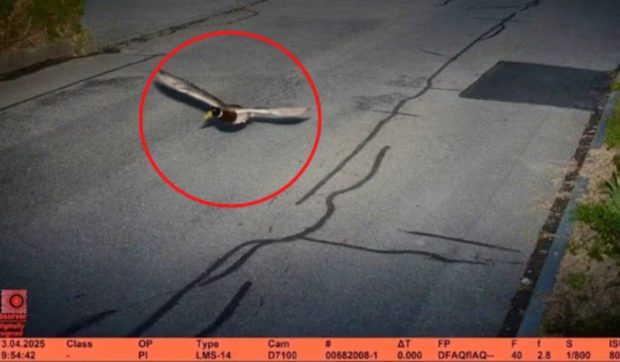 O rață care a depășit limita legală de viteză în Elveția e recidivistă iar poliția a publicat fotografia surprinsă de radar