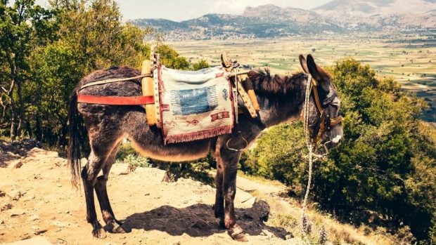 Un măgar coborât pe o tiroliană în Daghestan a provocat reacții furibunde ale internauților și mai multe condamnări