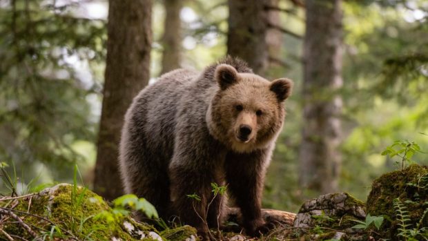 „Baloo” face spectacol în pădurile din Caraș-Severin: momentul amuzant surprins de camere | VIDEO