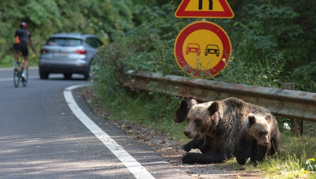 Ce se întâmplă cu cei trei pui ai ursoaicei împușcate de autorități, după ce a ucis un turist italian pe Transfăgărășan