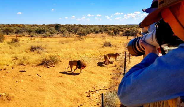 Vacanța de lux în Namibia s-a transformat într-un coșmar pentru un afacerist care ieșise din cort să meargă la baie