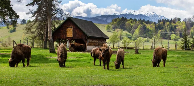 Viața la ferma de zimbri din Vama Buzăului. Animalele sunt îngrijite într-o rezervație de 90 de hectare, aflată la poalele Munților Ciucaș