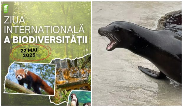 Zoo Brașov celebrează Ziua Internațională a Biodiversității cu ateliere și tururi ghidate: „Vrem să inspirăm vizitatorii să devină ambasadori ai naturii”