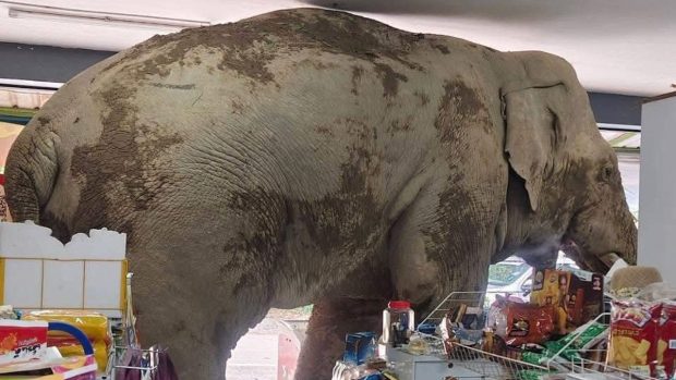 Un elefant a plecat la „cumpărături” în Thailanda. Uriașul pachiderm s-a comportat în magazin ca un client curios