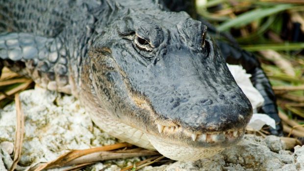 Fată de 12 ani atacată de un aligator de 3,5 metri în timp ce se juca în apă. Prietenii au fugit țipând
