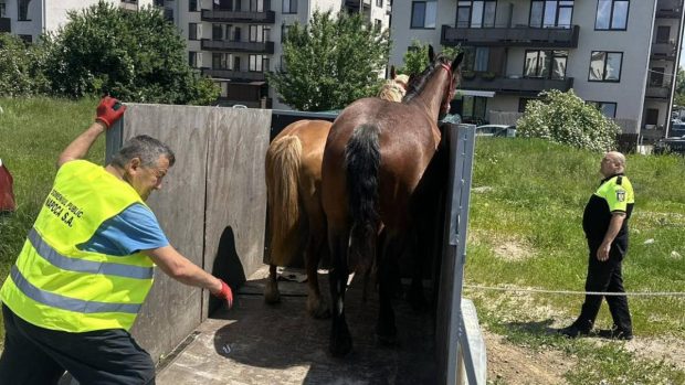Doi cai din Cluj au fost ridicați ca mașinile de Poliția Locală Florești