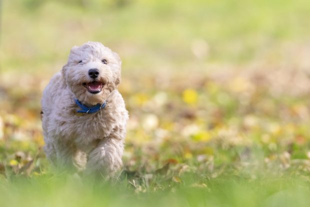 Pericolele din iarbă care pot face rău animalelor de companie: insecte, substanțe toxice și alergii. Veterinar: „Netratate corespunzător, pot conduce la deces”