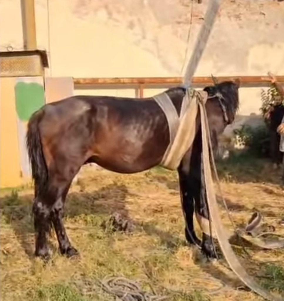 Cal căzut într-un canal la Balș, salvat după peste cinci ore de eforturi.