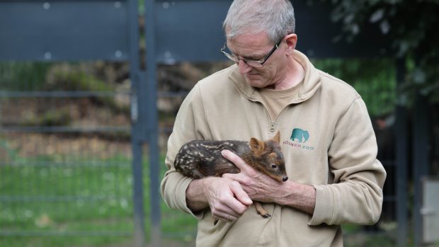 Cea mai mică Bambi din lume s-a născut la grădina zoologică din Köln: „O cheamă Adora”