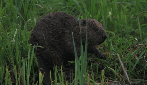 Castorii s-au mutat înapoi în Oradea. Deși sunt simpatici, autoritățile se plâng că au produs deja pagube