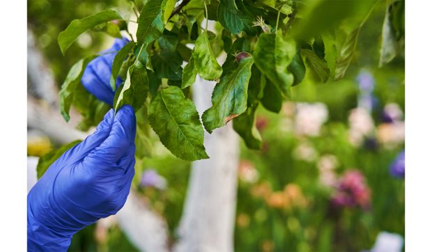 Ce este un acaricid și când se folosește – Ghid esențial pentru grădinari și cultivatori