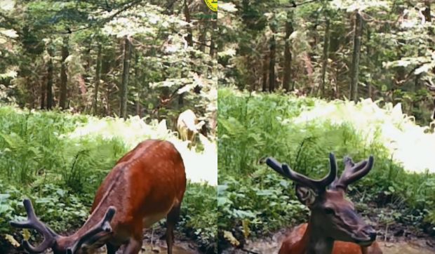 Momentul în care un cerb încearcă să scape de caniculă în Parcul Național Cheile Bicazului. Totul a fost filmat
