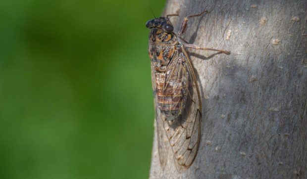 Ce sunt insectele care au invadat Bucureștiul și cât de dăunătoare pot fi