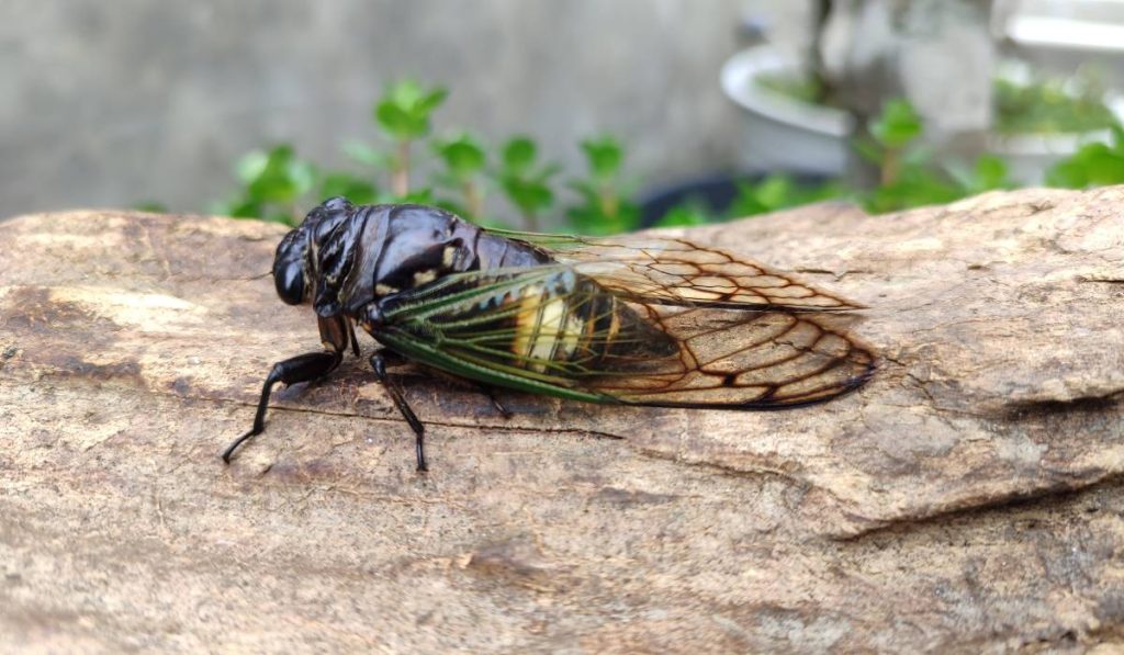 Cicadele au invadat Bucureștiul: Cum să te protejezi de aceste insecte neplăcute! 1 cicada pe copac